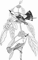 Coloring Warbler Yellow Elderberry Birds Tree Blue Printable Version Click Designlooter 480px 16kb sketch template