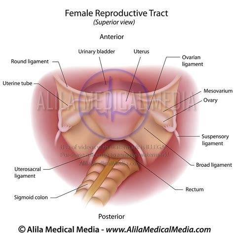 Alila Medical Media Female Reproductive System Top View