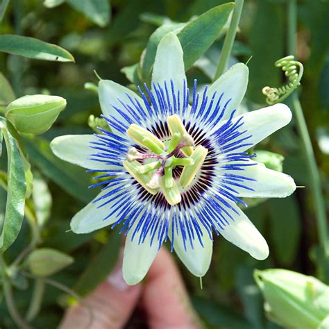 Passion Flower Gurney S Seed And Nursery Co