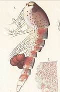 Afbeeldingsresultaten voor "miracia efferata". Grootte: 101 x 185. Bron: www.marinespecies.org