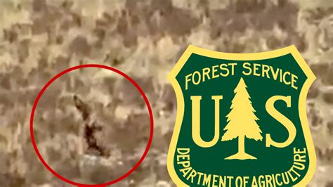 forest service     bigfoot video  colorado  real primenewsprint