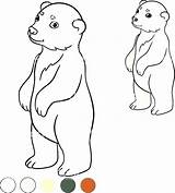 Cub Bear Polar Clipartmag Drawing Coloring sketch template