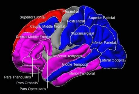 understanding  basic biology  bipolar disorder neuroscience news
