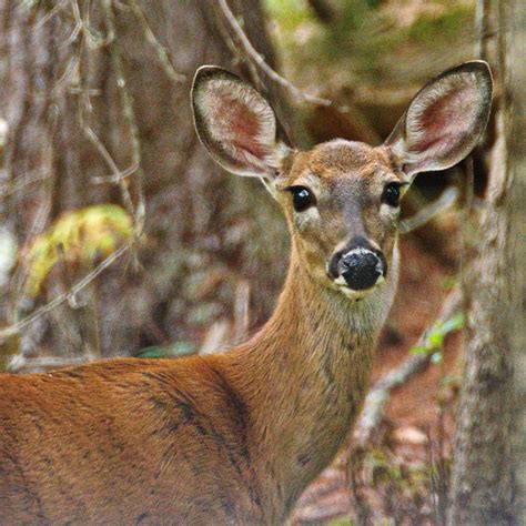 A White Tailed Deer Hello Friends Of Photo George Late