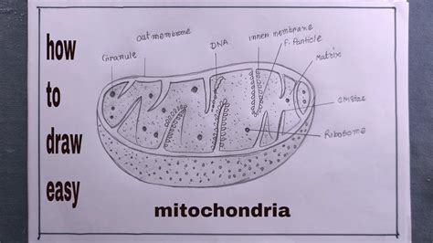 draw mitochondria step  step easymitochondria drawing youtube
