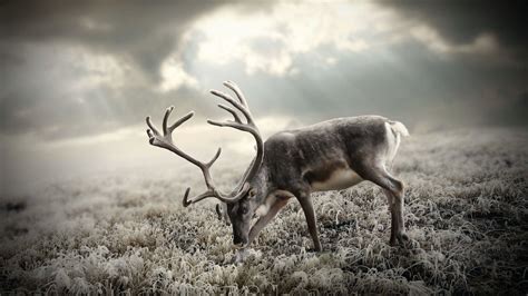 christmas reindeer desktop wallpaper