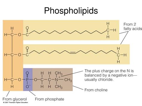 ppt chapter 5 the lipids powerpoint presentation id