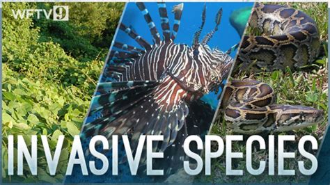 invasive species ecology quiz quizizz