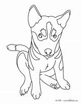 Malinois Resell sketch template