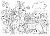 Ogrodzie Kolorowanka Wiosna Pomidory Cucumbers Zucchini Ogorki Chlopiec Warzyw Dzieci sketch template