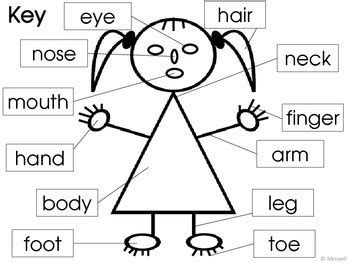 parts   body  face posters  worksheets tpt