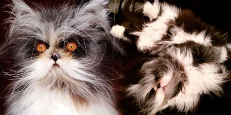 This Cat With Werewolf Syndrome Is The Fluffy Feline Overlord You Ve