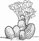 Cactus Coloring Pages Dessin Drawing Printable Colorier Imagixs Fr Sheets sketch template