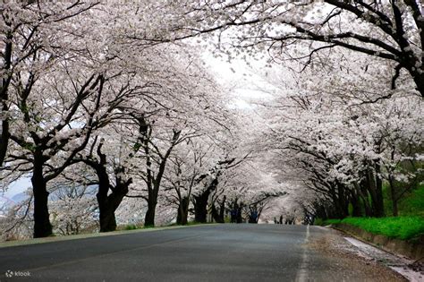 hadong cherry blossom day   busan klook united kingdom