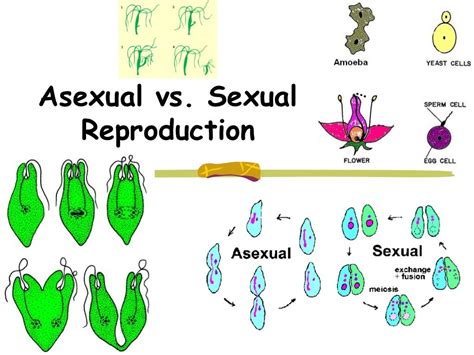 Asexual Vs Sexual Reproduction