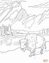Teton Wyoming Bison Yellowstone Parks Sheets sketch template