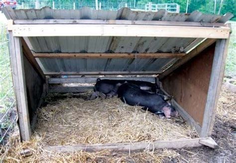 image result  pig pens  shelters pig farming backyard farming