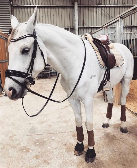 equipad  instagram  time favourite combo  light blue grey equipad brown tack