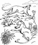 Coloring Lion Splat Lions Coloringbay sketch template