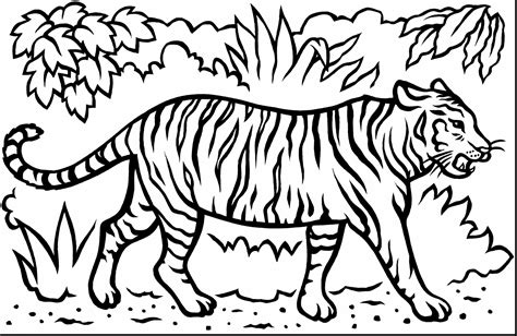 tiger pictures drawing  getdrawings