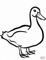 Coloring Duck Pages Printable Drawing sketch template