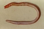 Afbeeldingsresultaten voor Panturichthys fowleri Anatomie. Grootte: 152 x 102. Bron: fishbase.mnhn.fr