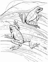 Frog Coloring Pages Frogs Pair Wildlife Animals sketch template