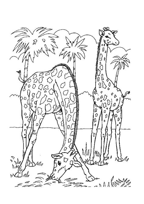 baby jungle animals coloring pages  printable coloring pages