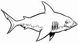 Megalodon Haai Kleurplaat Kleurplaten Sharks Bouledogues Requins Clipartmag Coloriages sketch template