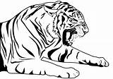 Tiger Coloring Tigers Pages Printable Drawing sketch template