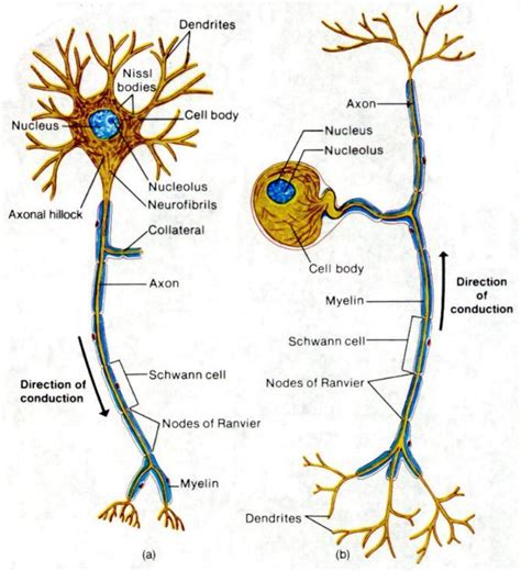 neurones anjung sains makmal