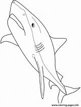 Requin Tigre Shark Squalo Haie Squali Tiburones Tiger Gratuit Poisson Poissons Colorare Dessins Malvorlage Fois Imprimé Coloriages Ausmalen sketch template
