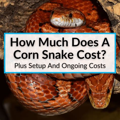 corn snake cost  setup  ongoing costs