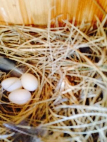 nestwatch tree swallow eggs  nestbox nestwatch