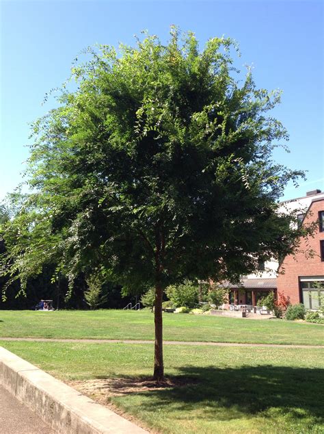 allee chinese elm trees  reed