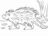 Porcupine Coloring Pages Cute Porcupines Printable Animals Drawing Color Wolf Colouring Realist Drawings Dot Crafts Disimpan sketch template