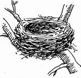 Nest Bird Clipart Drawing Birds Drawings Clip Tree Coloring Illustration Eggs Egg Sketch Birdnest Transparent Svg Printable Domain Public sketch template