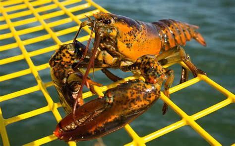 maines lobster collective  giving   downeast vacation