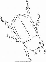 Beetle Insekten Escarabajo Malvorlage Owady Scarabee Insectes Malen Kolorowanki Rinoceronte Lightupyourbrain Robaki Malvorlagen Insetti Tiere Basteln Freecoloringpages sketch template