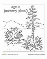 Desert Coloring Agave Plant Plants Pages Color Ecosystem Drawing Animals Cactus Preschool Education Worksheets Wild West Habitat Visit Worksheet Flowers sketch template