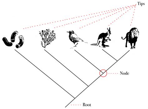 Species Phylogenetic Trees The Evolution And Biology Of Sex My Xxx