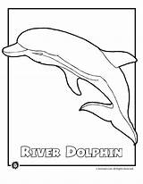 Dolphin Coloring Amazon River Pages Animal Animals Endangered Colouring Printable Color Drawing Kids Sheet Sea Clipart Woojr Print Children Activities sketch template