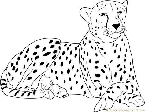cheetah coloring page  kids  cheetah printable coloring pages