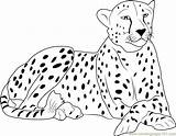 Cheetah Cheetahs Chester Coloringpages101 sketch template