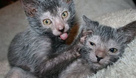 Lykoi Cats Looks Like Wolverine With Images Werewolf