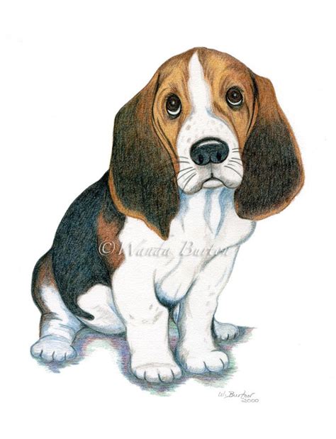 basset hound  beagle puppy dog art       cm print