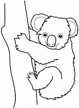 Koala Baby Coloring Pages Bear Printable Getdrawings Kids sketch template