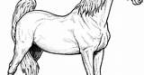 Coloring Horse Pages Saddlebred American sketch template