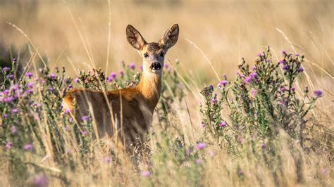 flora  fauna camping prades