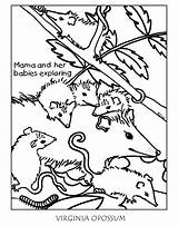 Possum Coloring Pages Opossum Virginia Designlooter Getcolorings 91kb 960px sketch template
